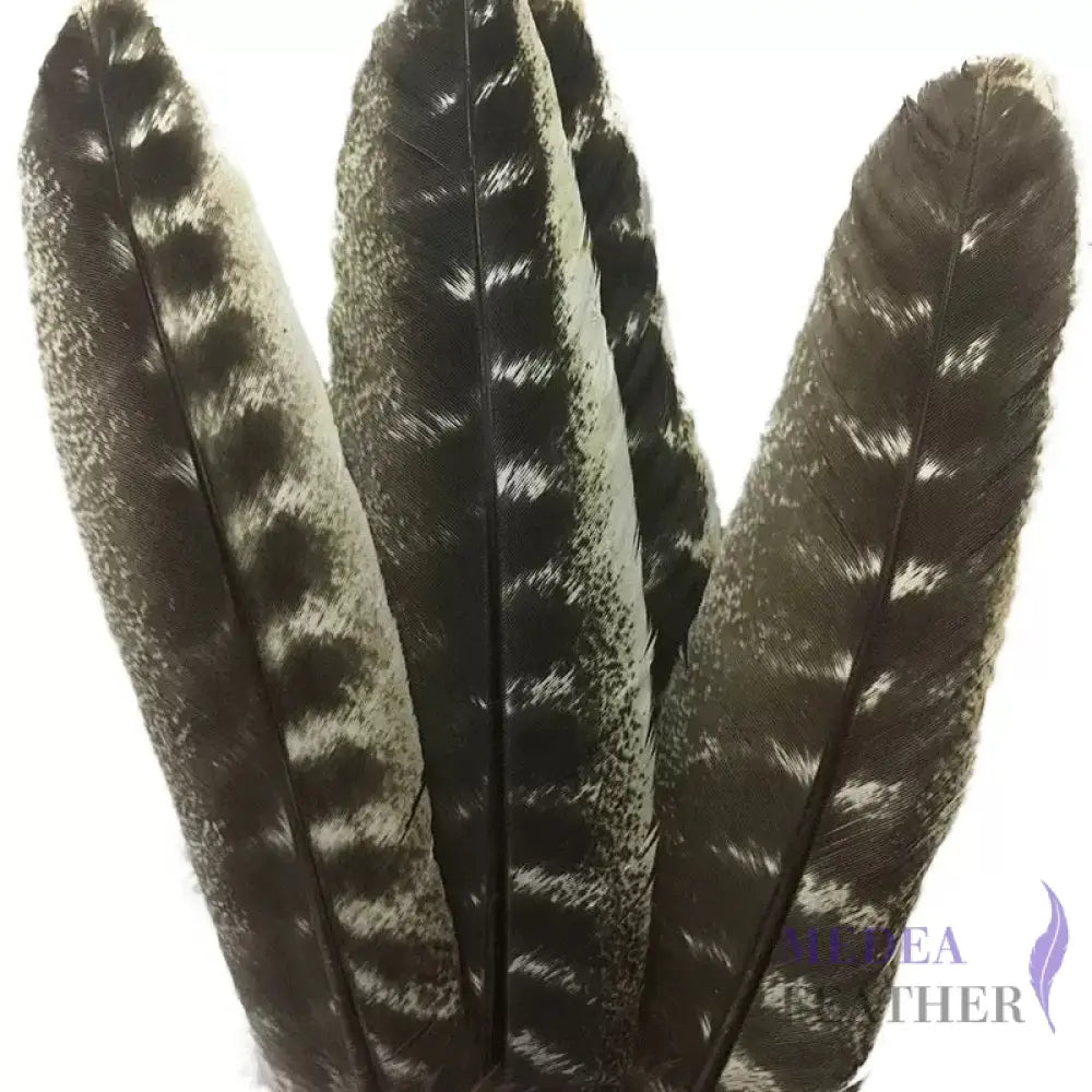 Natural Barred Turkey Pointer Feathers (1 Pack=10 pieces)