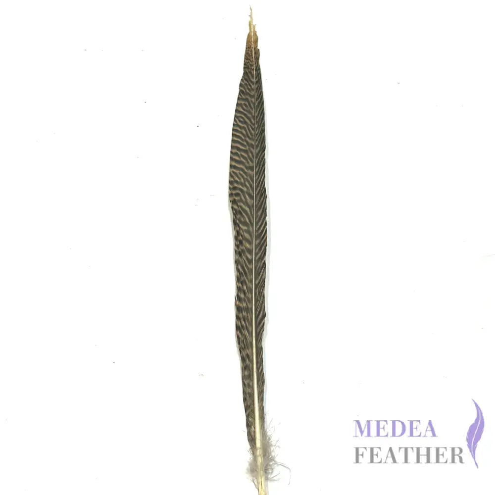 Natural Golden Pheasant Tail Feather