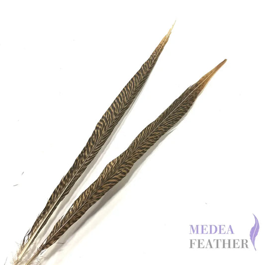 Natural Golden Pheasant Tail Feather