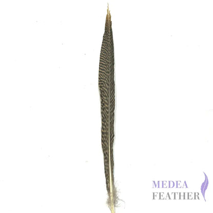 Natural Golden Pheasant Tail Feather