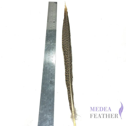 Natural Golden Pheasant Tail Feather
