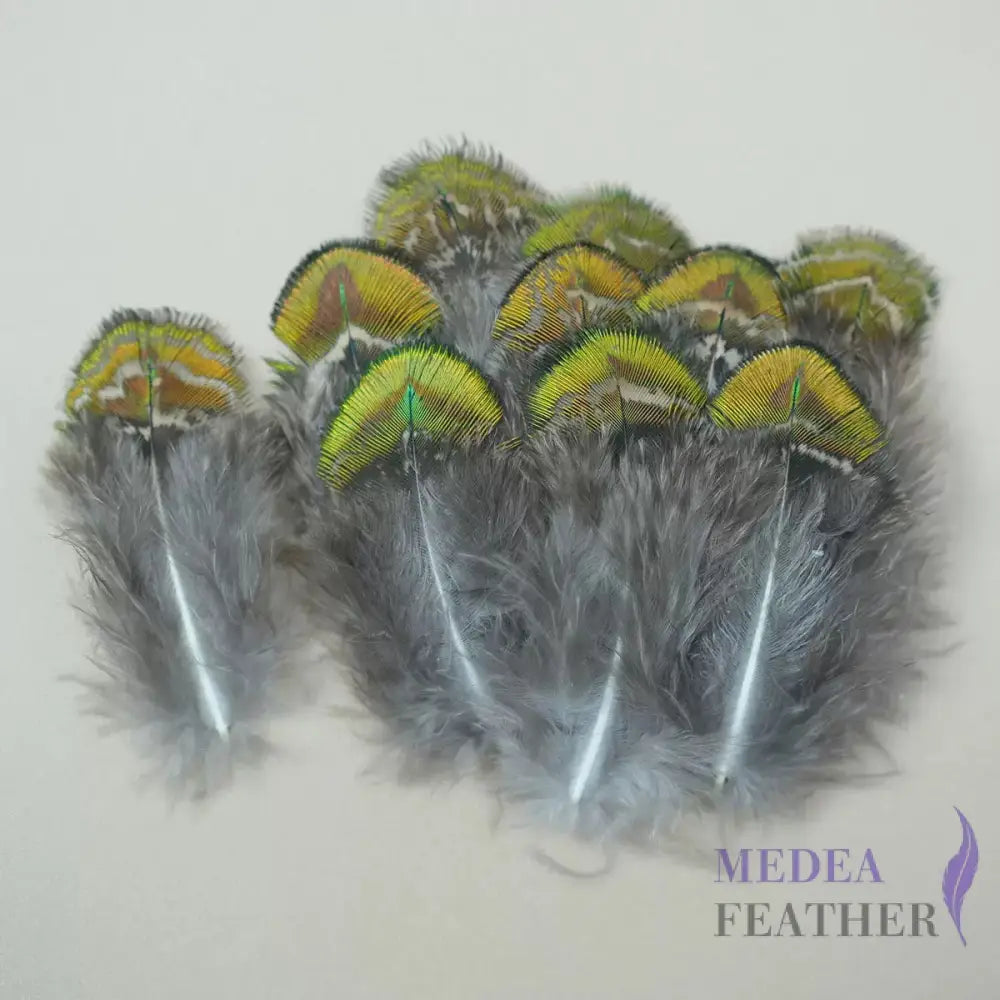 Natural Iridescent Peacock Plumage Feather-Pack of 100 - Natural Gold