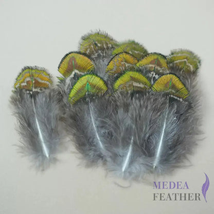 Natural Iridescent Peacock Plumage Feather-Pack of 100 - Natural Gold