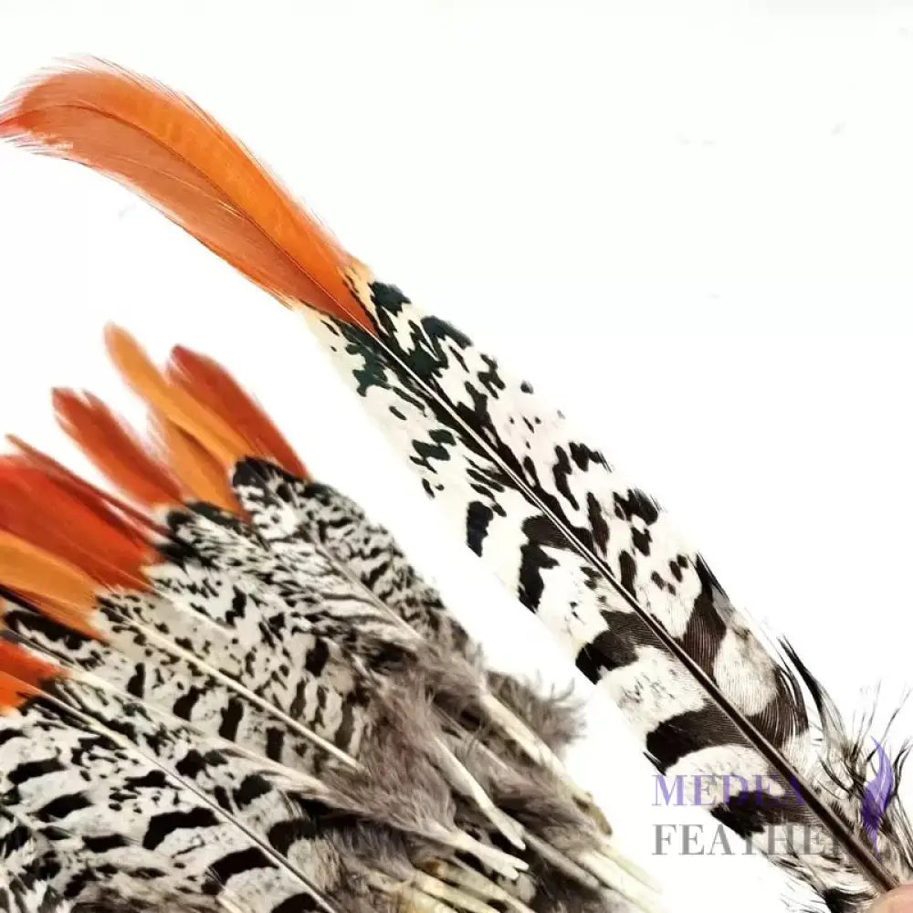 Natural Copper Feathers Pheasant 25cm (1 pack=10 pieces) Natural