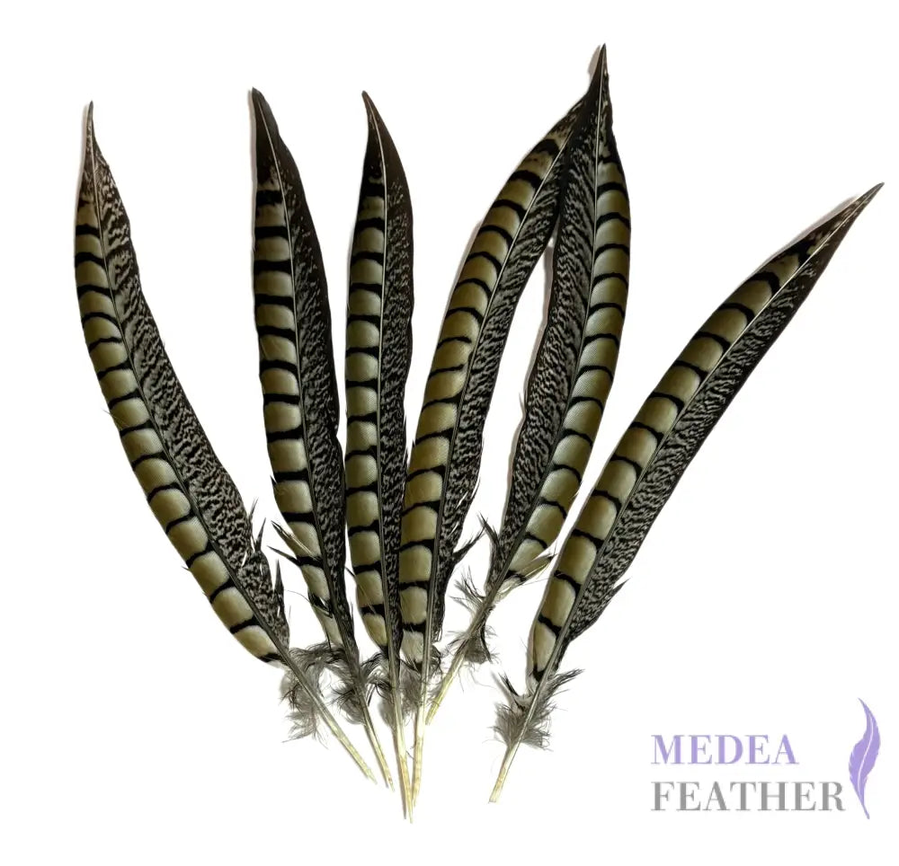 Natural Lady Amherst Pheasant Side Tail Feather SF021 - 30-35 cm