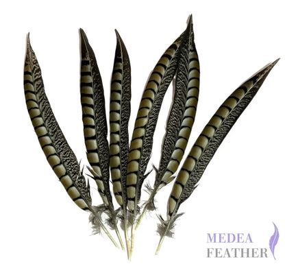 Natural Lady Amherst Pheasant Side Tail Feather SF021 - 30-35 cm
