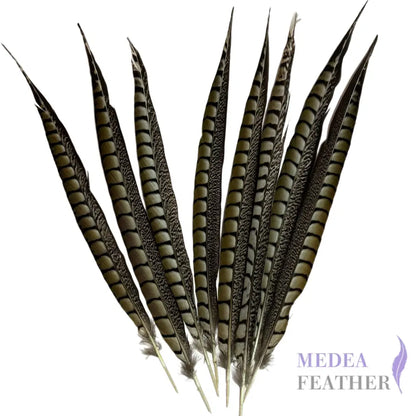 Natural Lady Amherst Pheasant Side Tail Feather SF021 - 40-45cm