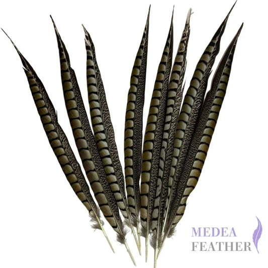 Natural Lady Amherst Pheasant Side Tail Feather SF021 - 40-45cm
