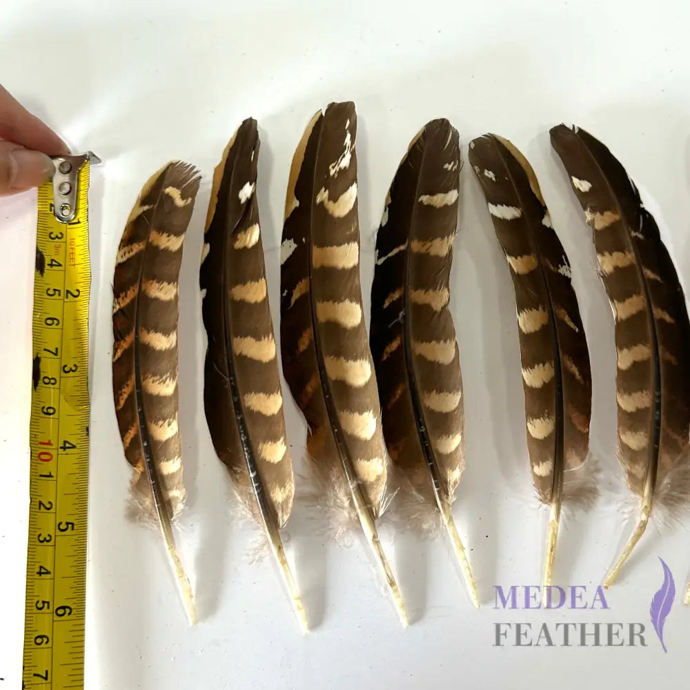 Natural Ringneck Pheasant Wing Round Quills Feather (1 pack=10 pieces) Natural