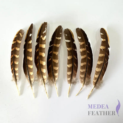 Natural Ringneck Pheasant Wing Round Quills Feather (1 pack=10 pieces) Natural