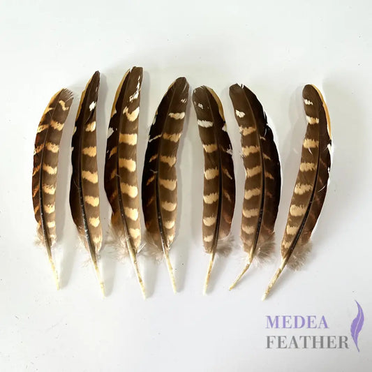 Natural Ringneck Pheasant Wing Round Quills Feather (1 pack=10 pieces) Natural