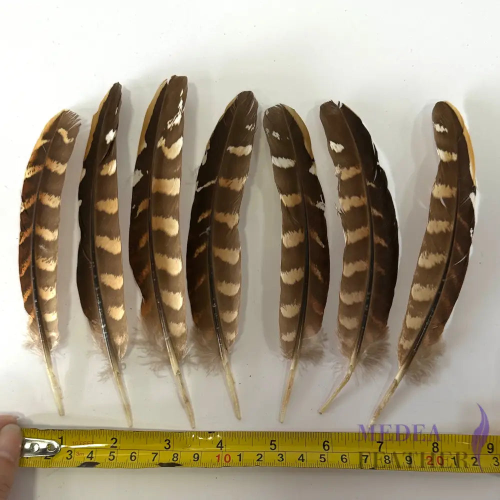 Natural Ringneck Pheasant Wing Round Quills Feather (1 pack=10 pieces) Natural