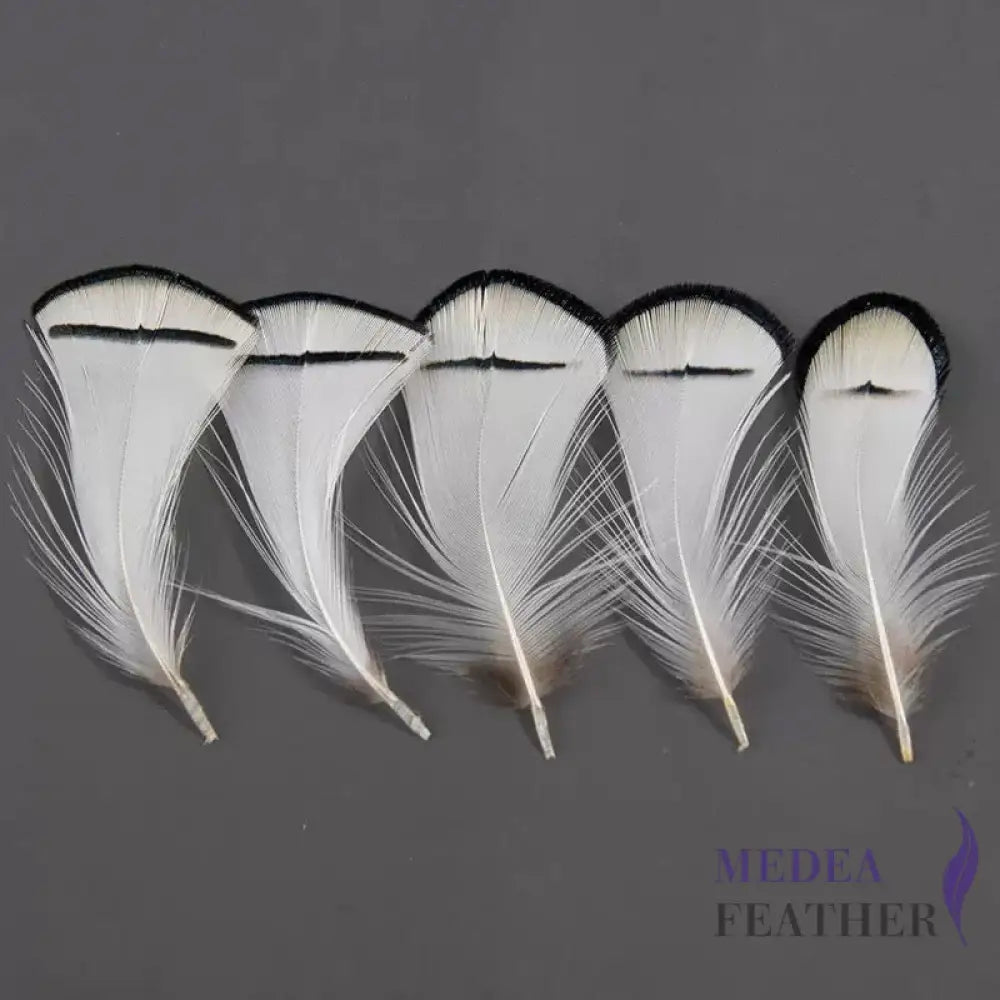 Natural White Lady Amherst Pheasant Tippet Feathers