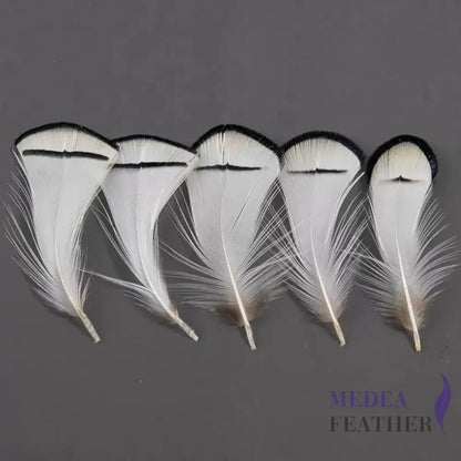 Natural White Lady Amherst Pheasant Tippet Feathers