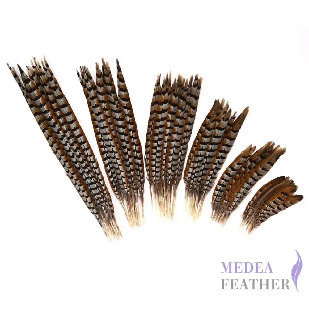 Reeves centre tail pheasant feather ready-to-ship