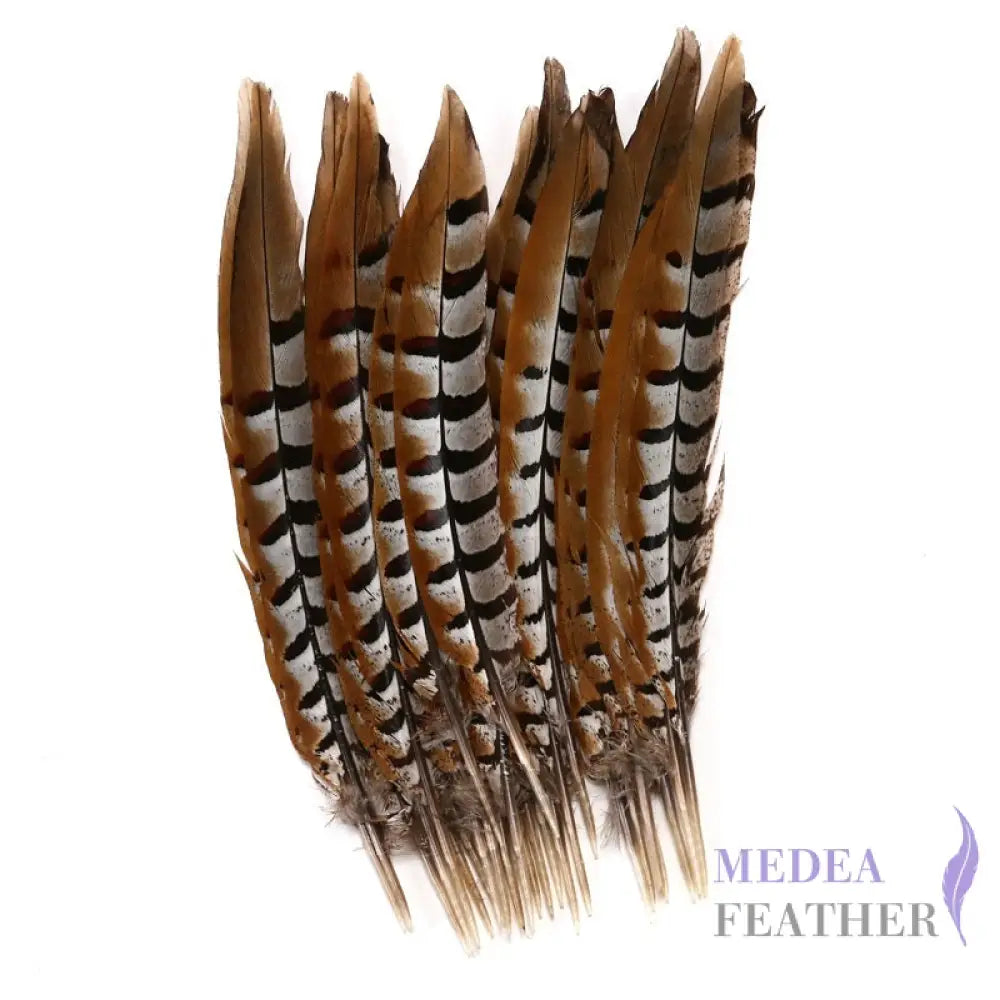 Reeves centre tail pheasant feather ready-to-ship