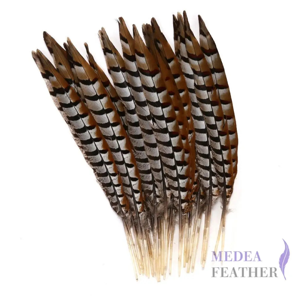 Reeves centre tail pheasant feather ready-to-ship