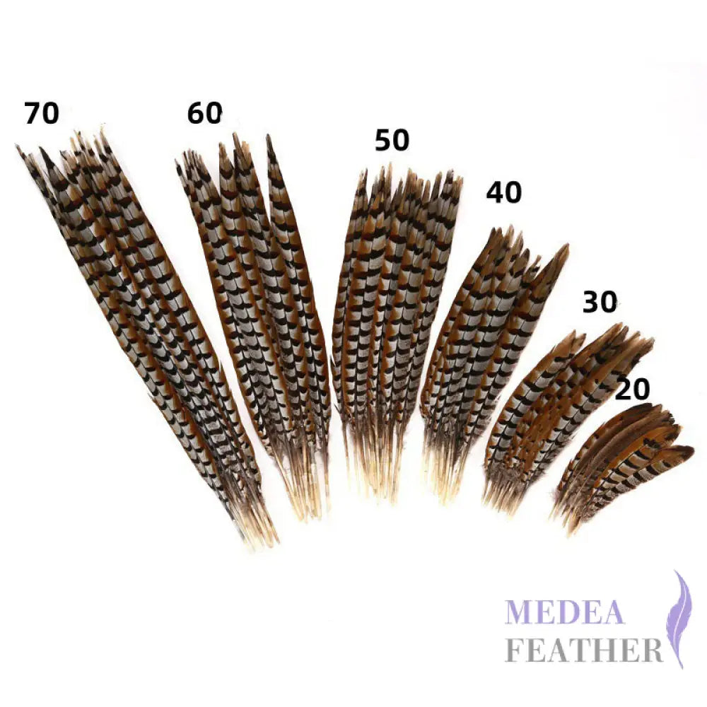 Reeves centre tail pheasant feather ready-to-ship