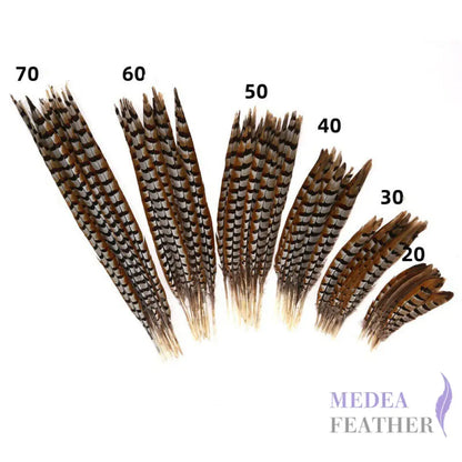 Reeves centre tail pheasant feather ready-to-ship