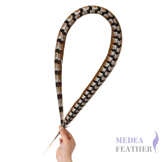 Reeves centre tail pheasant feather ready-to-ship
