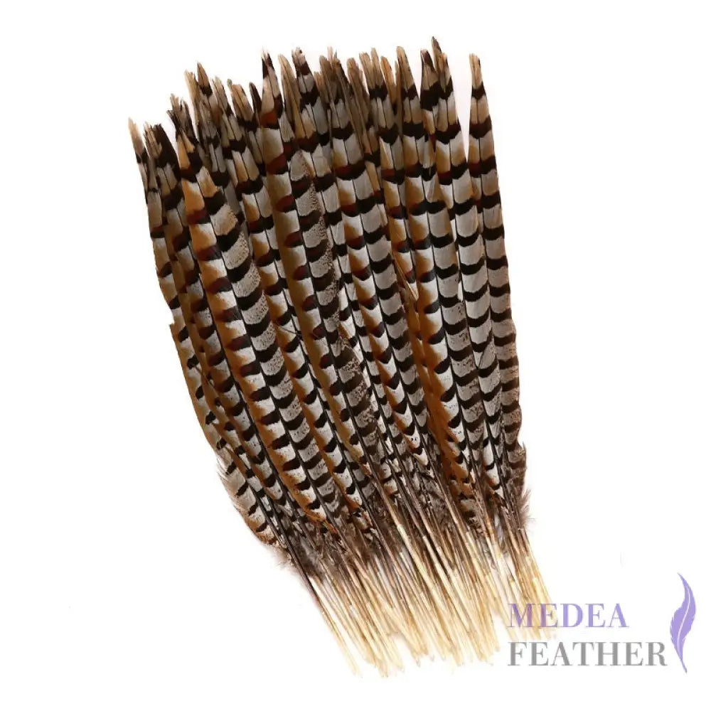 Reeves centre tail pheasant feather ready-to-ship