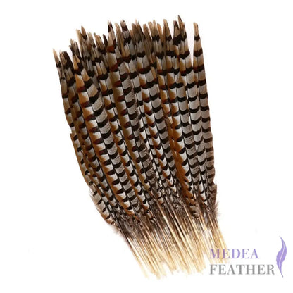 Reeves centre tail pheasant feather ready-to-ship