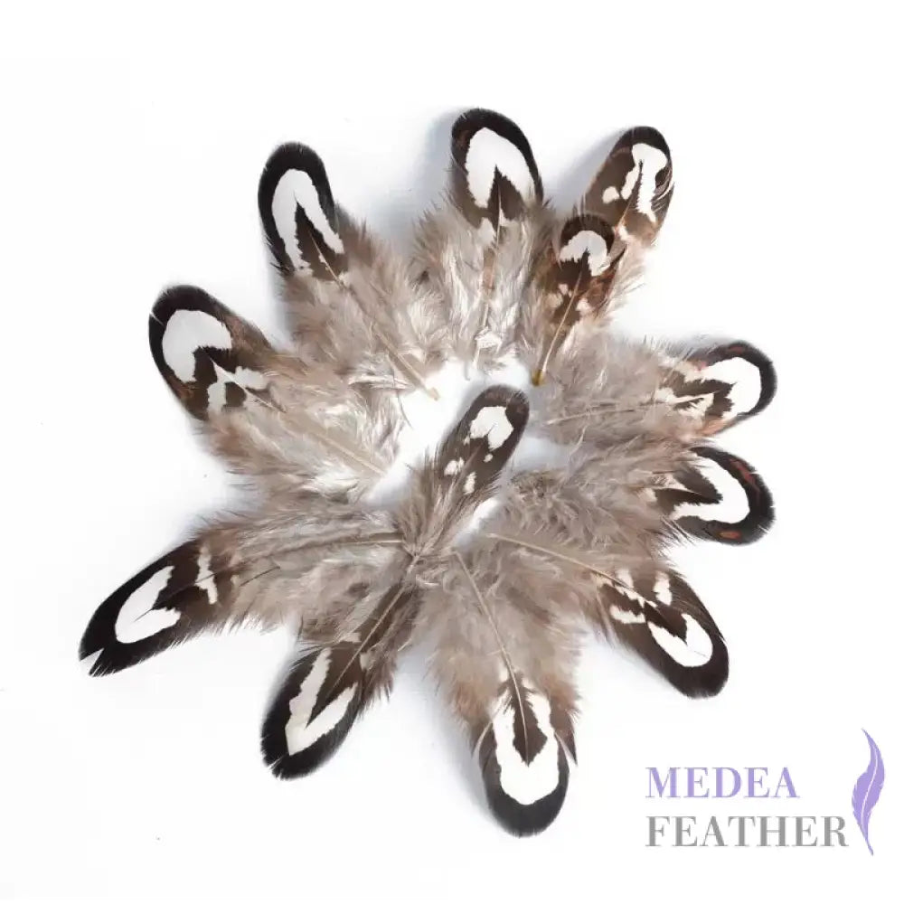Reeves Venery Pheasant Plumage Feathers