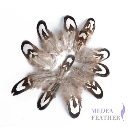 Reeves Venery Pheasant Plumage Feathers