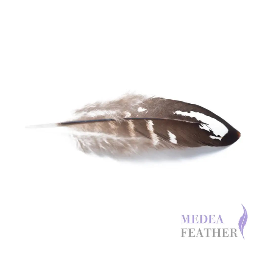 Reeves Venery Pheasant Plumage Feathers