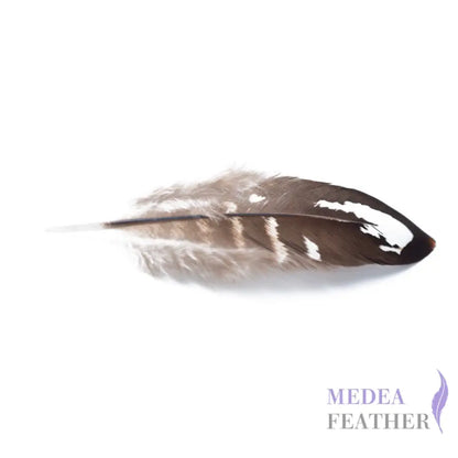 Reeves Venery Pheasant Plumage Feathers