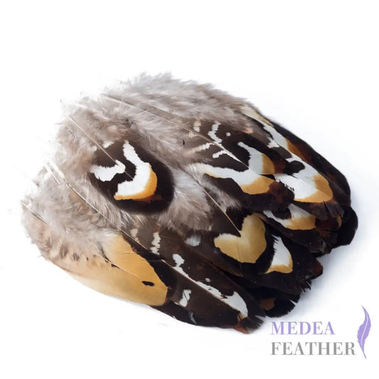 Reeves Venery Pheasant Plumage Feathers