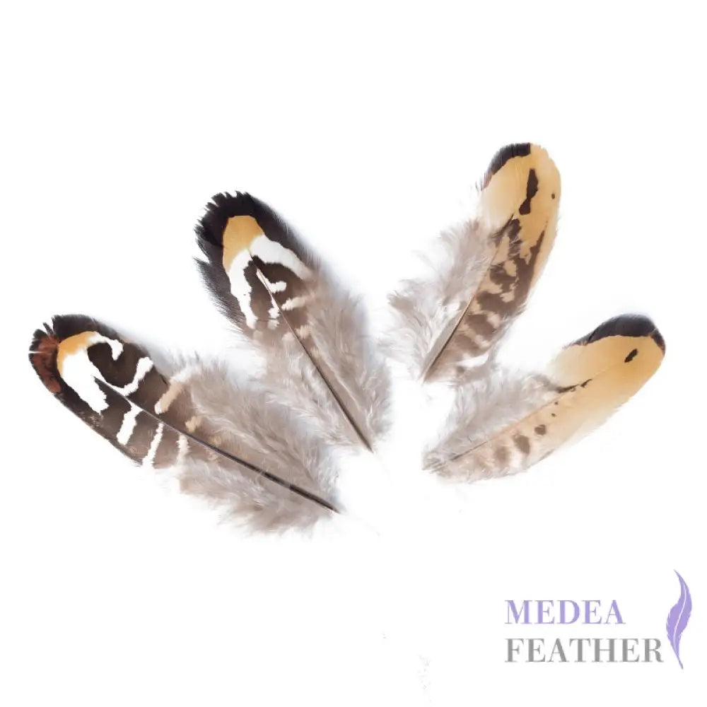 Reeves Venery Pheasant Plumage Feathers Golden Yellow