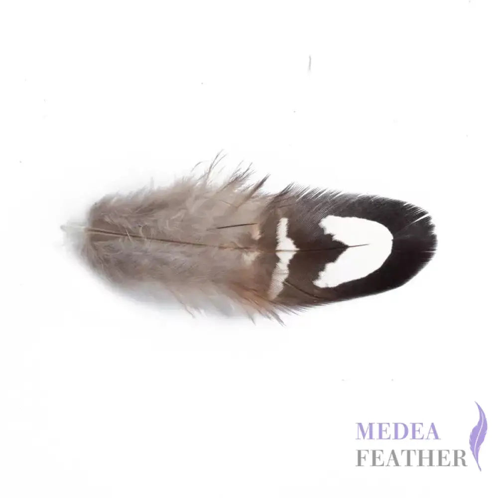 Reeves Venery Pheasant Plumage Feathers White