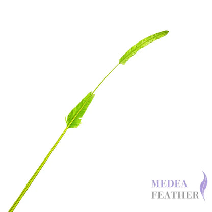 *sales* 50cm Stripped Ostrich Feather Plume Green