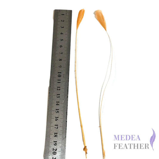 Small Round Tips Coque Feather-Pack of 10 SFROOSTER08