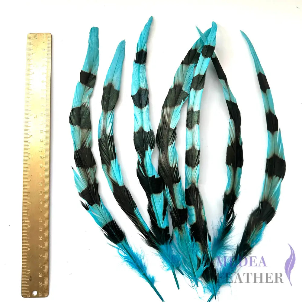 Special Two Tone Dyed Coque Feather-Pack of 10