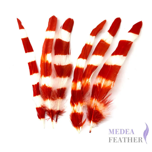 Special Two Tone Dyed Coque Feather-Pack of 10 Orange & Ivory (18-20cm)