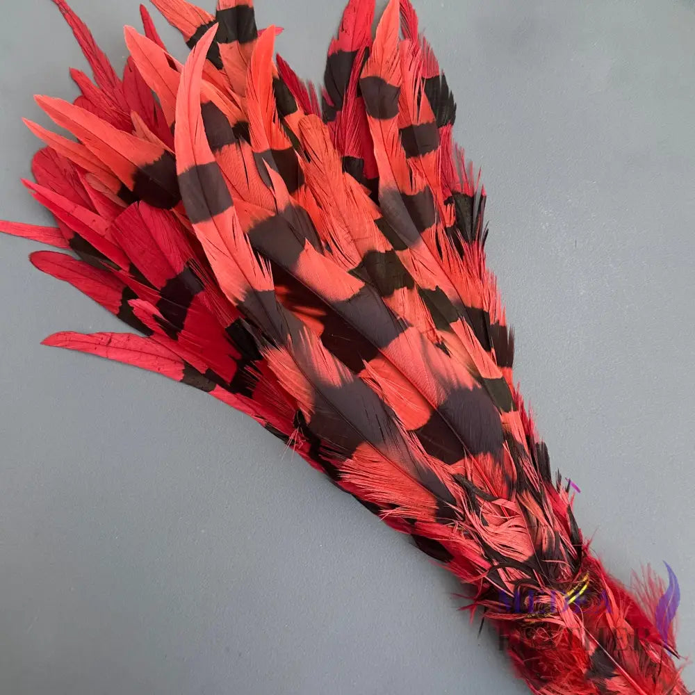 Special Two Tone Dyed Coque Feather -Pack of 10 SFROOSTER10 - Red & Black
