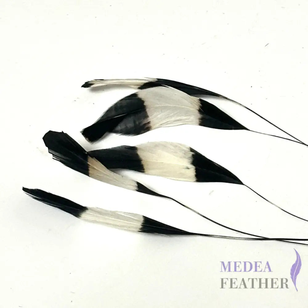Special Two Tone Dyed Teardrop Coque Feather Black and White