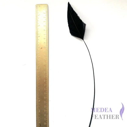 Trimmed Ostrich Feather - Pack of 2