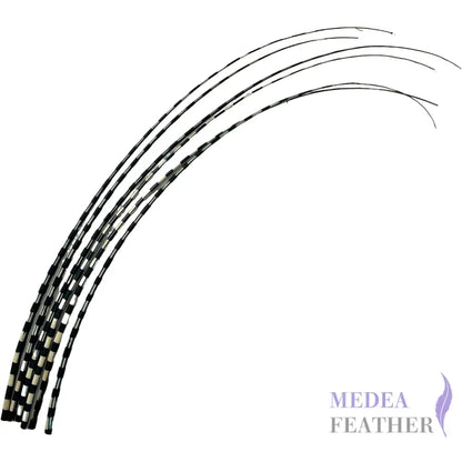 Two Tone Ostrich Feather Quill SFOSTRICH02