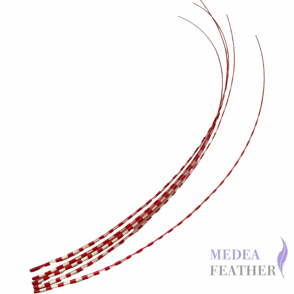 Two Tone Ostrich Feather Quill SFOSTRICH02