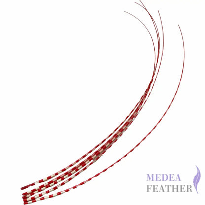 Two Tone Ostrich Feather Quill SFOSTRICH02