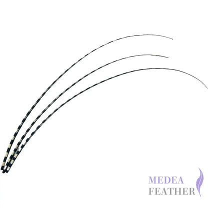 Two Tone Ostrich Feather Quill SFOSTRICH02