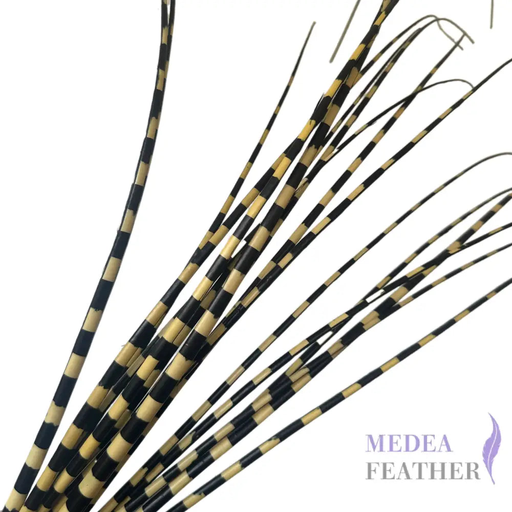 Two Tone Ostrich Feather Quill SFOSTRICH02 - Light yellow + black base